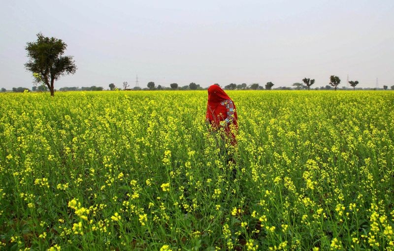 Ajmer: A woman works in a mustard field during a cold winter morning at a village on the outskirts of Ajmer, Jan. 4, 2021. (PTI Photo)